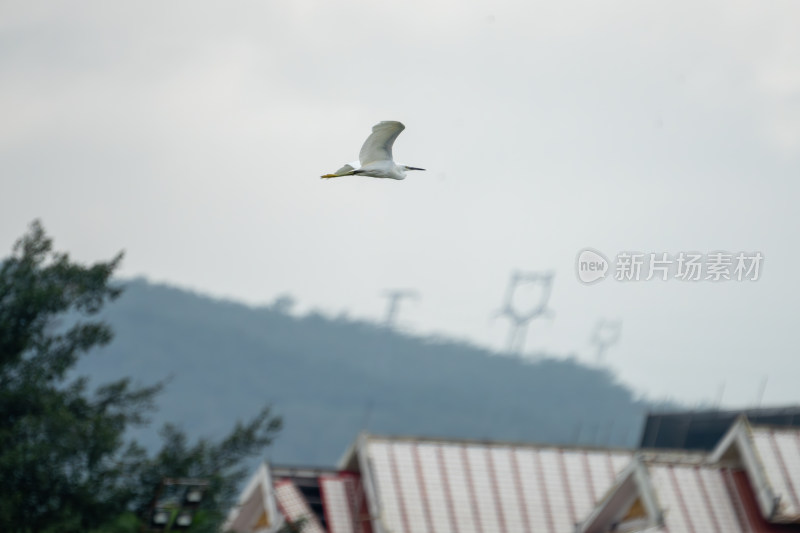 白鹭凌空展翅