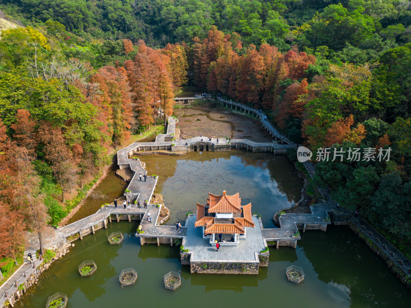 深圳仙湖植物园落羽杉