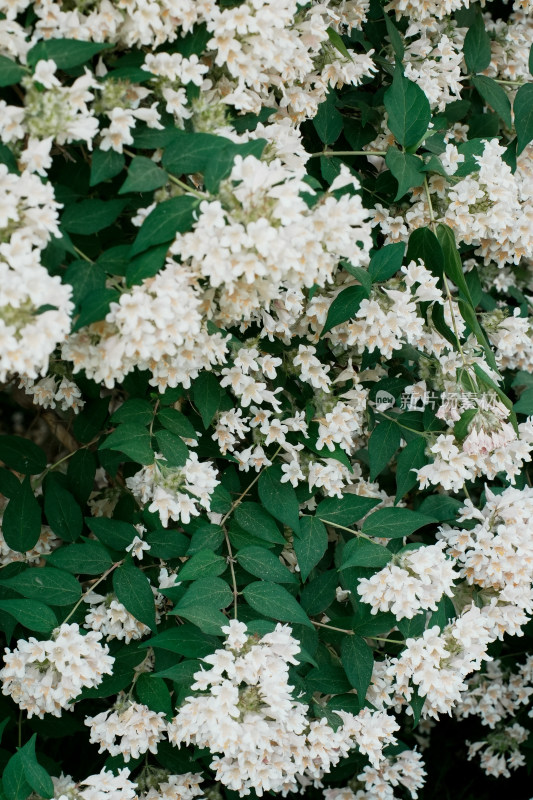 北京国家植物园猬实花