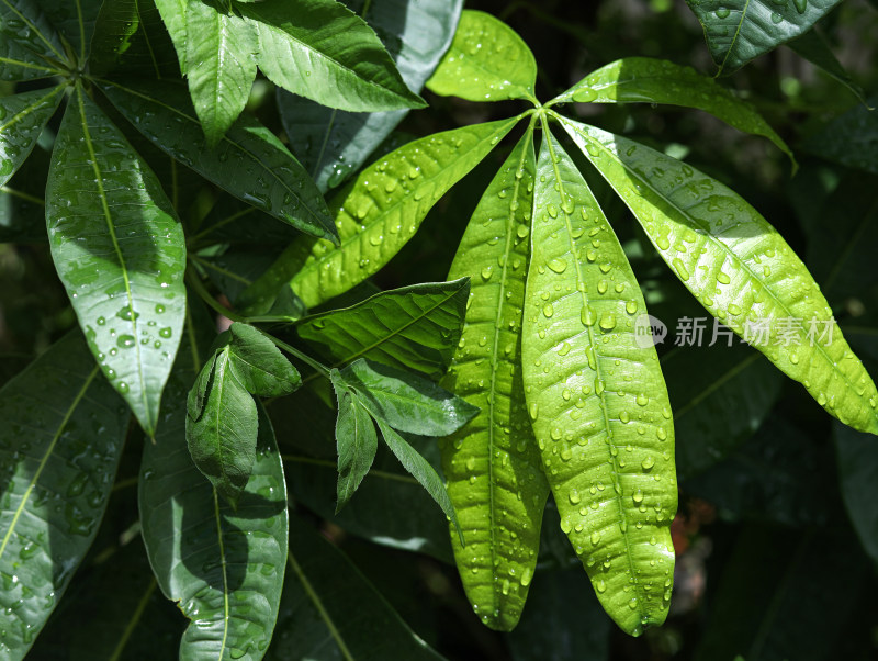 春天绿色的树叶叶子和上面的雨滴水滴露水