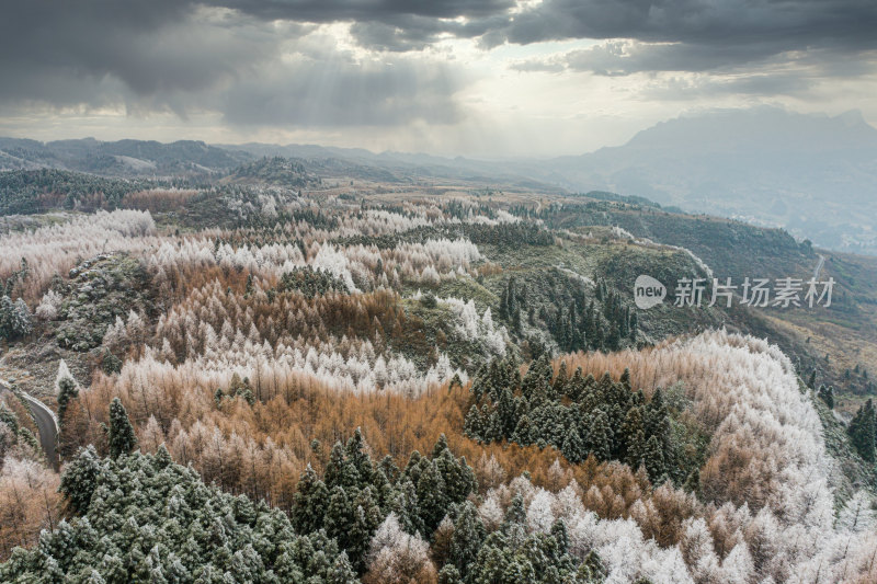 雪后的森林