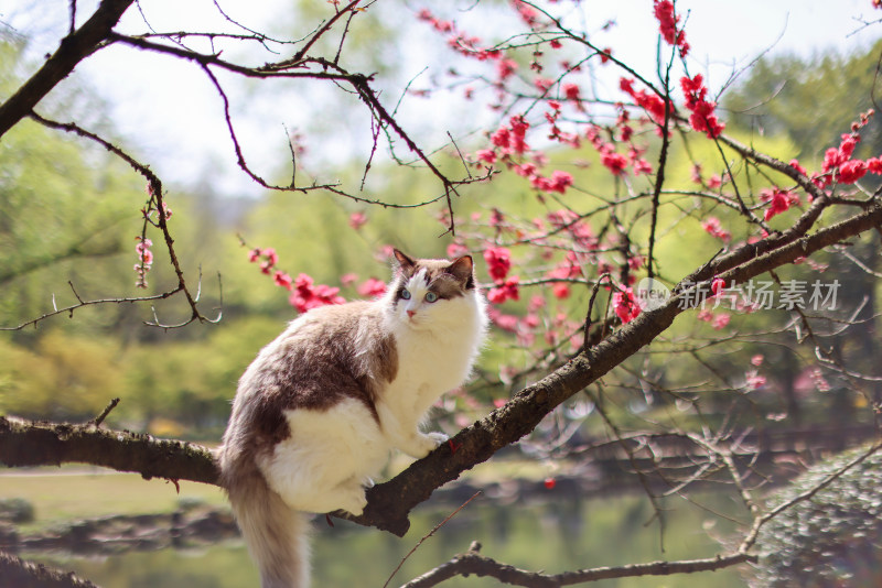 树枝上的猫特写镜头