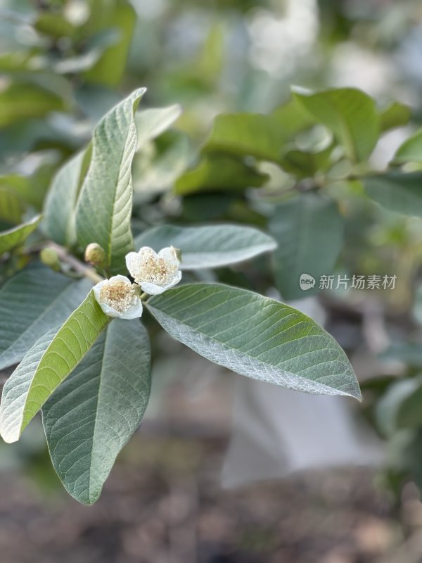 带花的绿叶植物近景特写