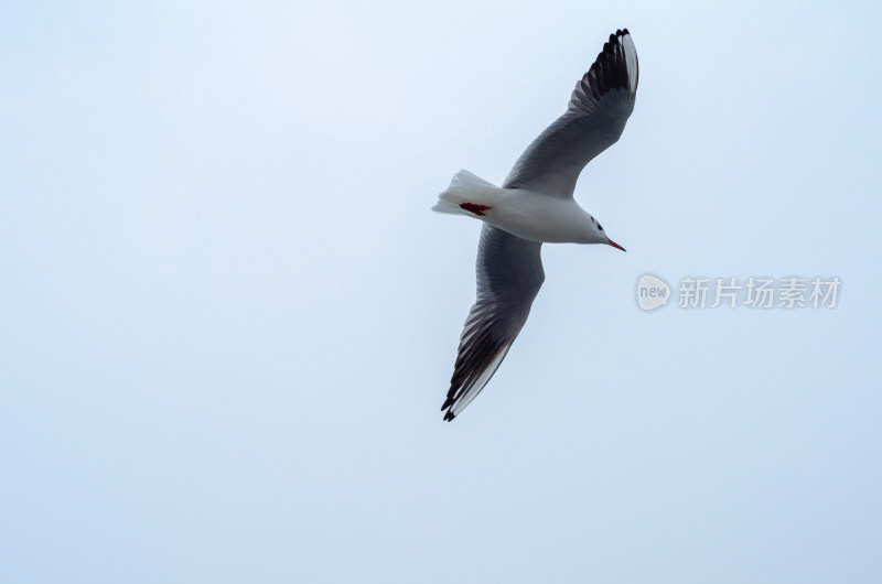 青岛栈桥，在海上飞翔的一只海鸥