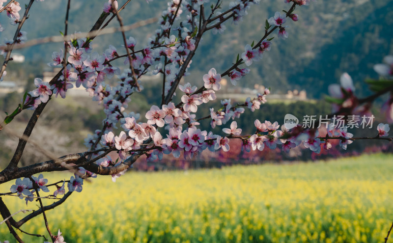 丙中洛桃花与油菜花