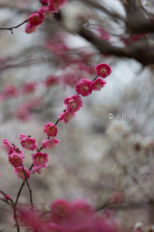 杭州湘湖盛开的粉色梅花