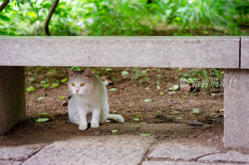 公园里一只白色的流浪猫正在觅食