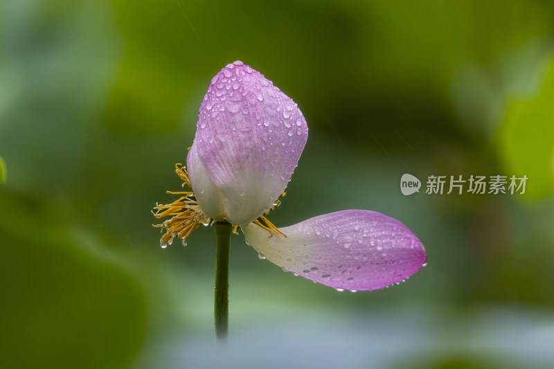 龙泽湖荷花开了