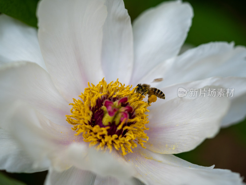 春天的白色牡丹花与蜜蜂