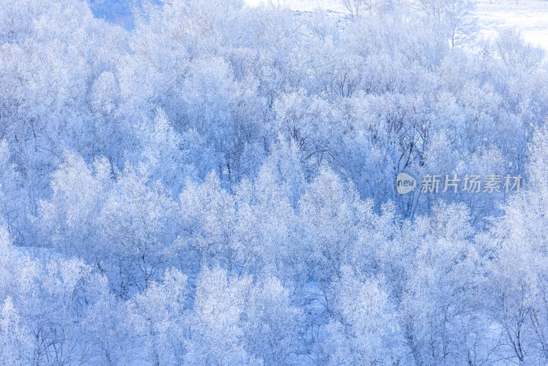 冬天雾凇树挂雪景雪林森林