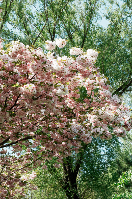 北京朝阳公园樱花