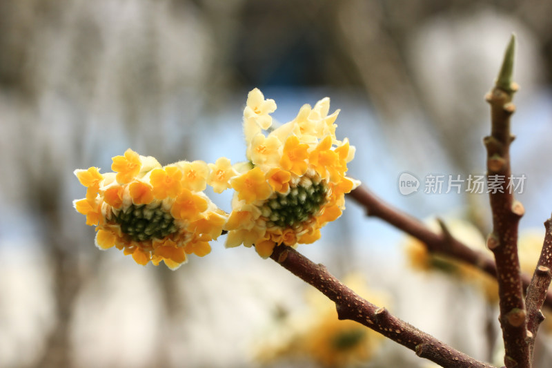 立春时节金黄的结香花盛开