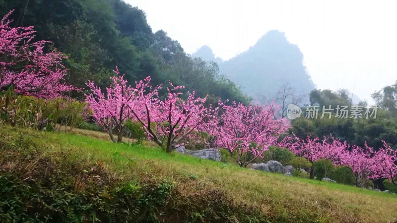 桃花树风景自然