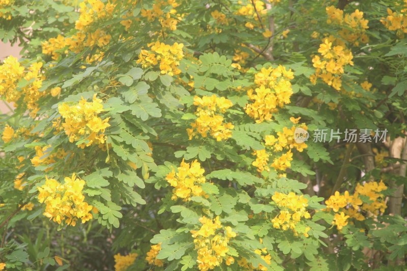 广东东莞：黄槐花开灿烂