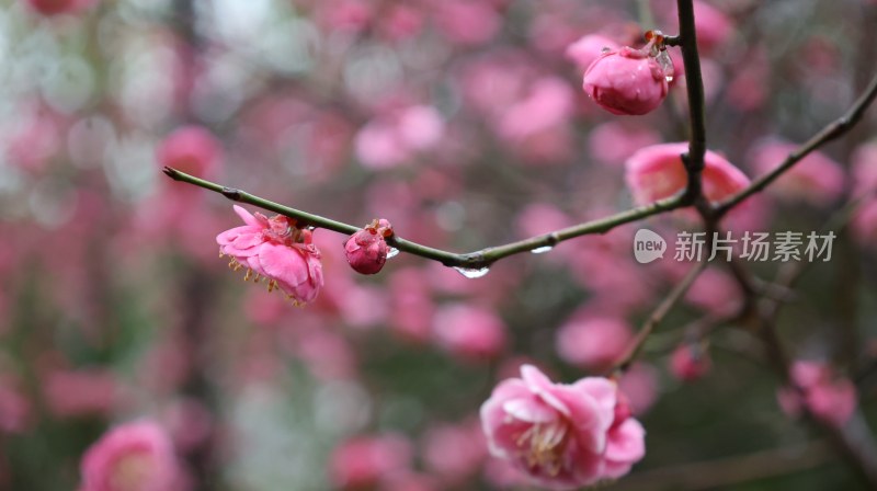 带水珠的粉色梅花花枝近景特写