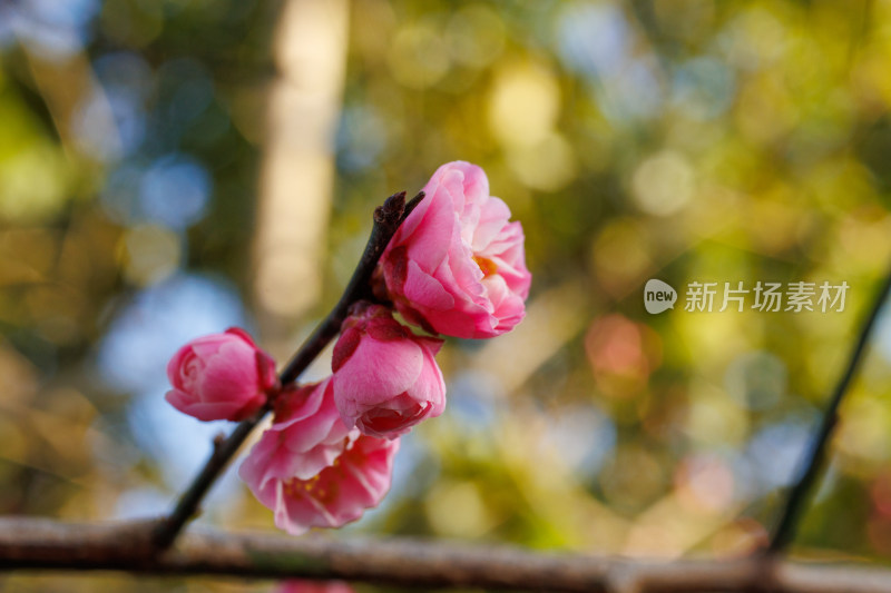 枝头绽放的粉色梅花特写