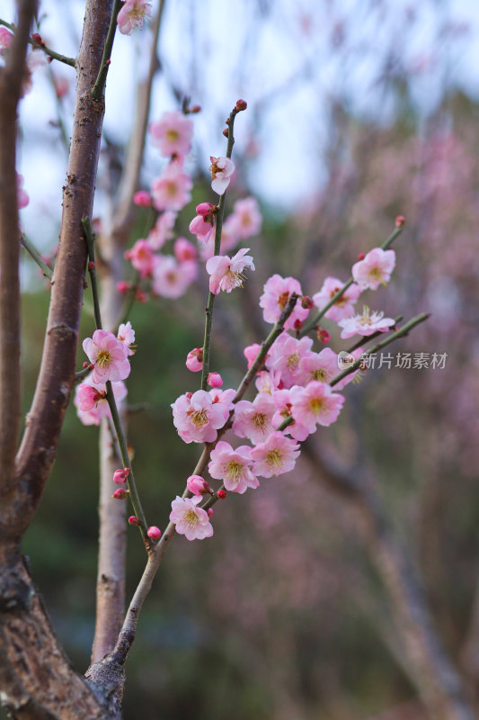 粉色梅花