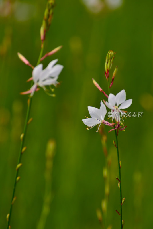 植物园的花花草草