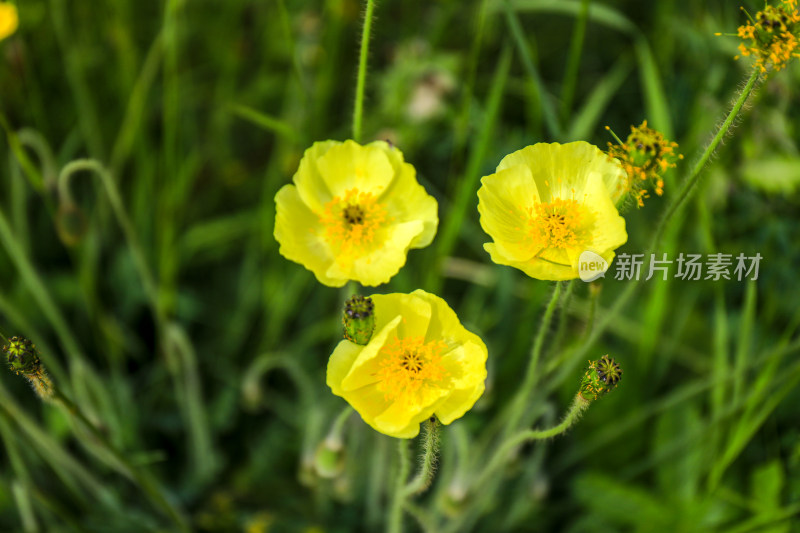 春天虞美人黄色野花盛开