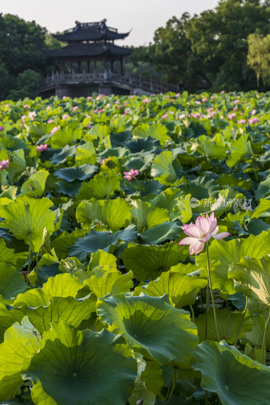 杭州西湖风景区曲院风荷荷花风景