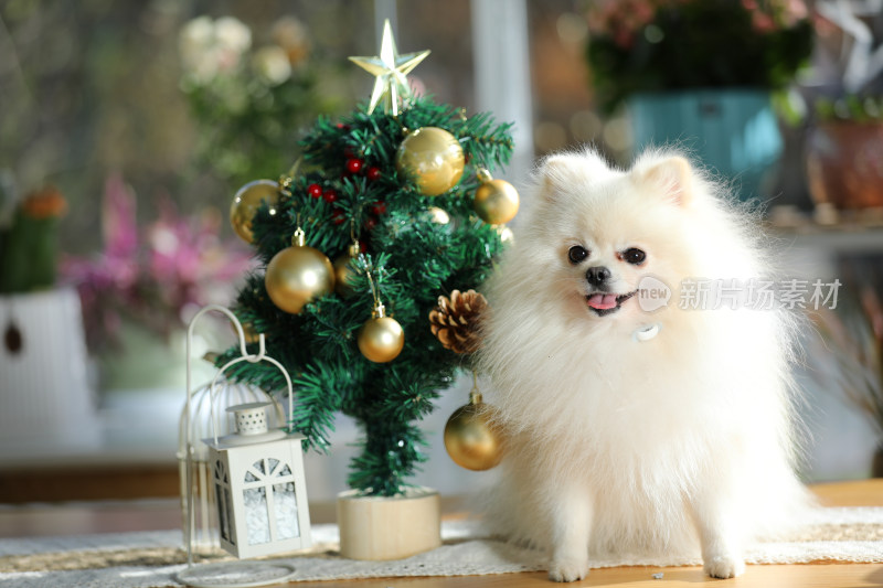 一只站在桌上的白色博美犬和圣诞树