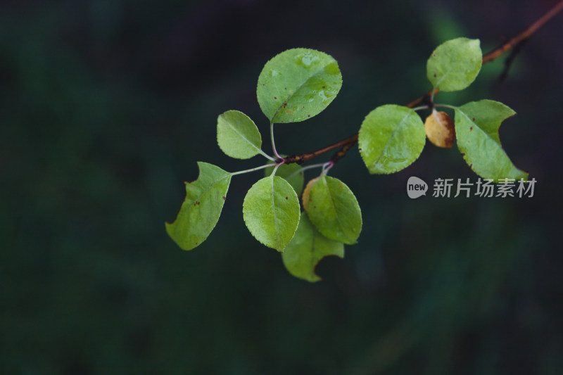 初秋雨后果树叶子