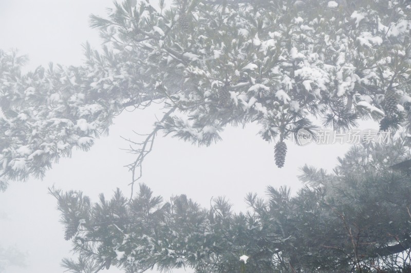 覆雪松树雪景