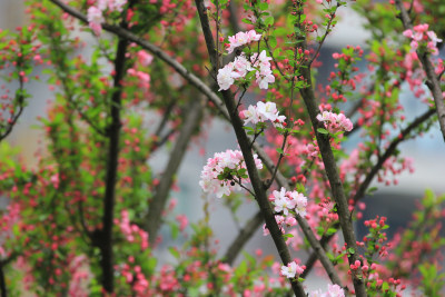 春天的鲜花海棠，垂丝海棠