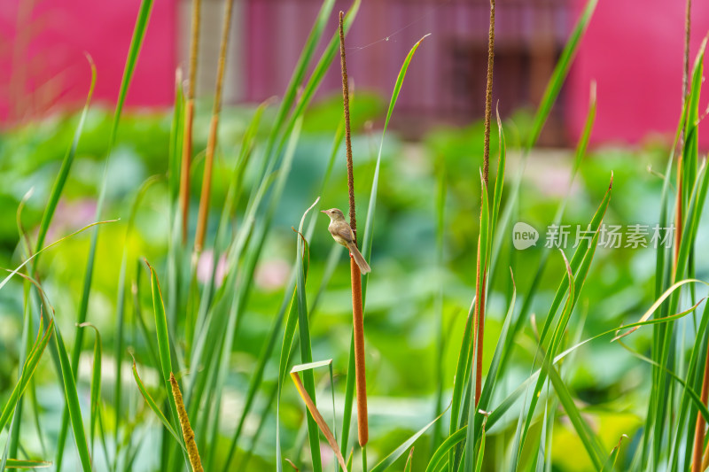 芦苇丛中的褐山鹪莺