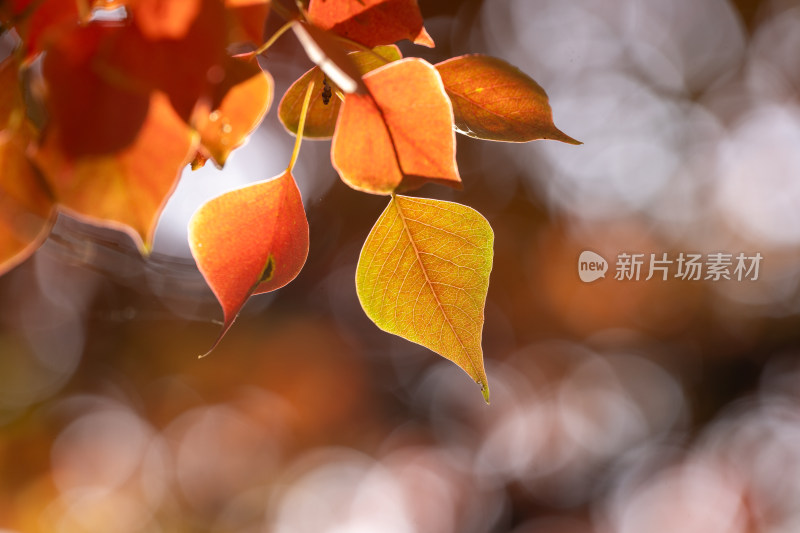 秋天红色的乌桕树叶
