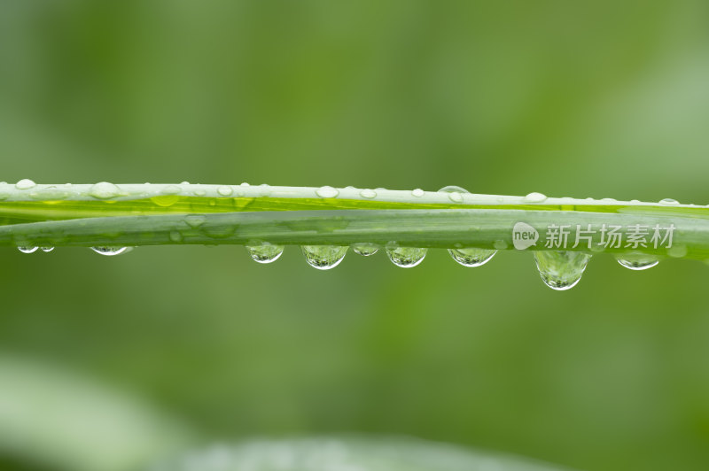 翠绿叶子上晶莹剔透的雨滴水珠