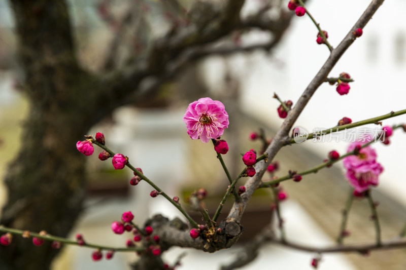 腊梅花开