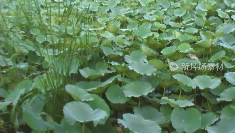 绿色植物荷叶景观