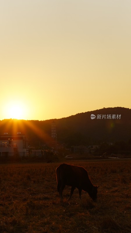 夕阳的黄牛