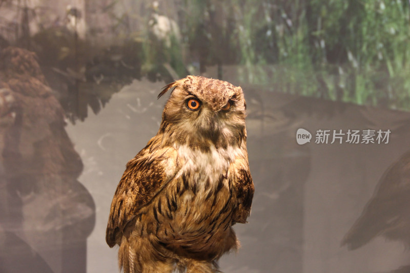 博物馆内川西高原鸟类动物标本展示