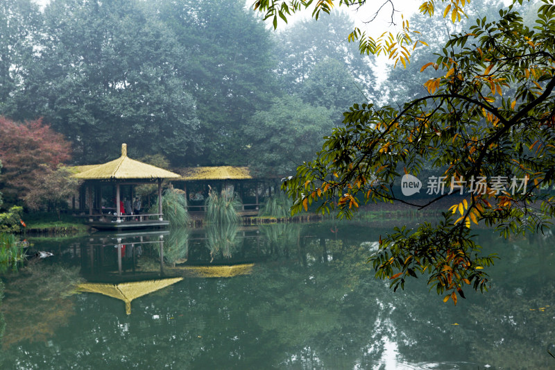 杭州太子湾公园秋天下雨流水石头红叶