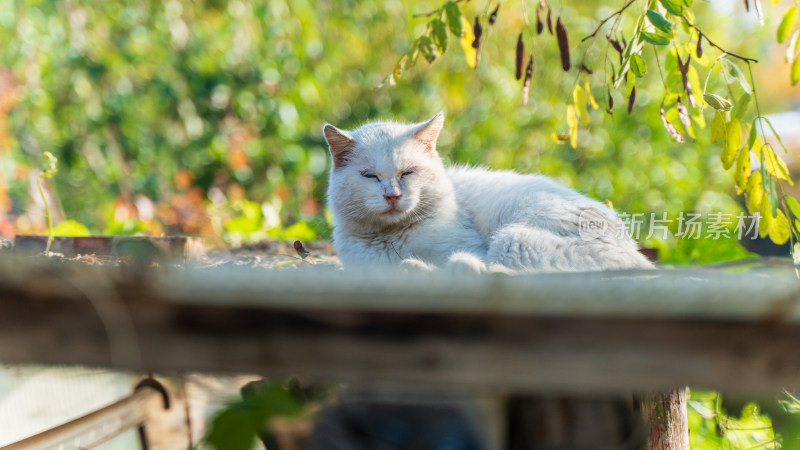 白色猫咪在户外木板上慵懒休憩