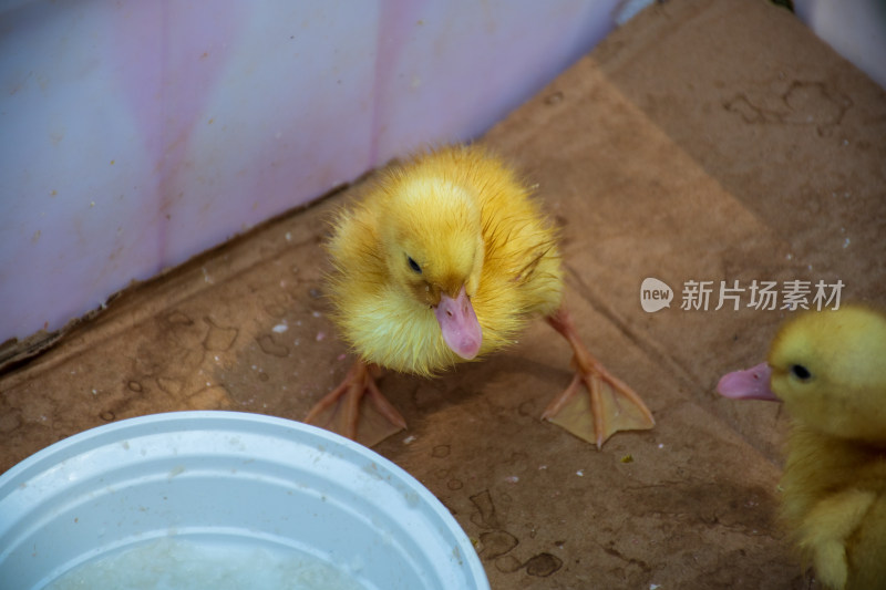 黄色小鸭子