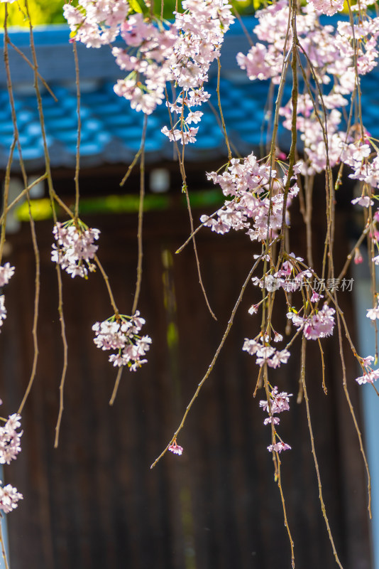 京都樱花