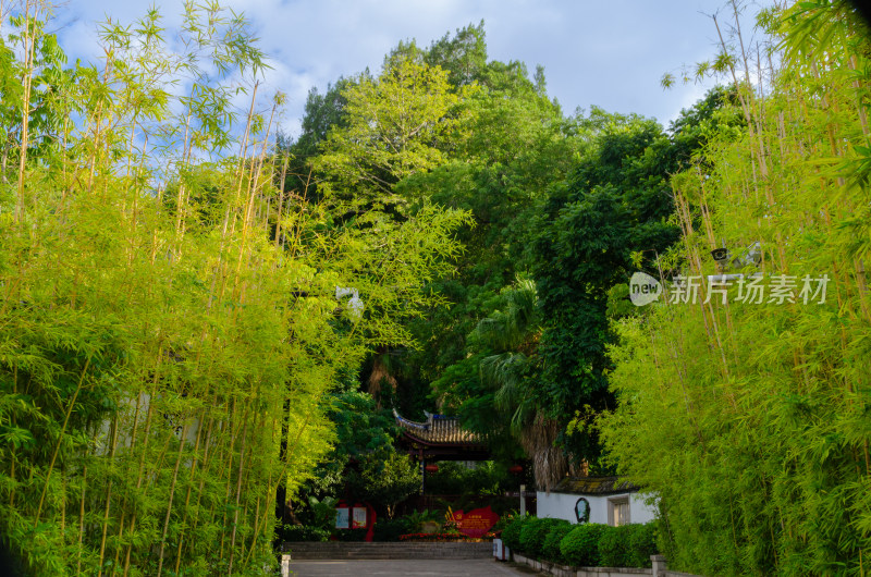 亚洲中国福建省福州市于山风景区竹林