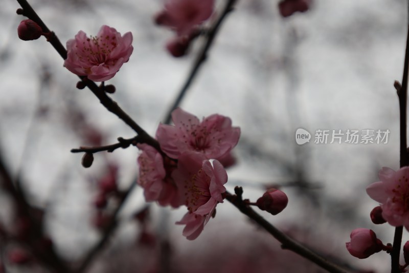 绽放的粉色梅花特写