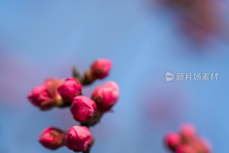 春暖花开粉红色梅花开放自然风景特写