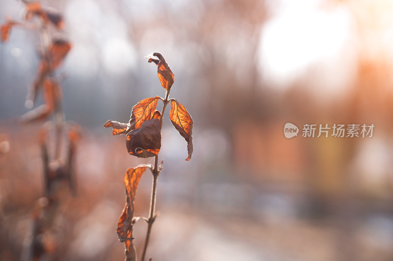 冬天干枯的植物特写