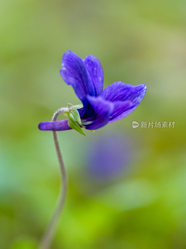 春天的紫花地丁开花特写