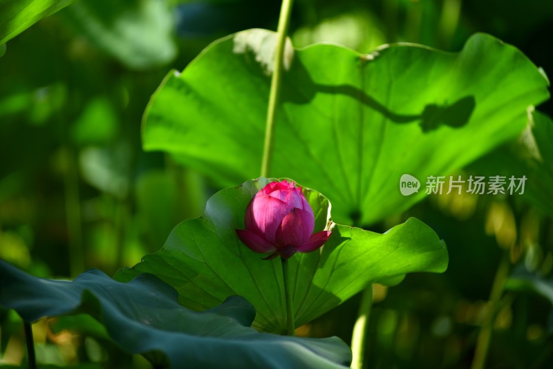 莲花荷花荷花池