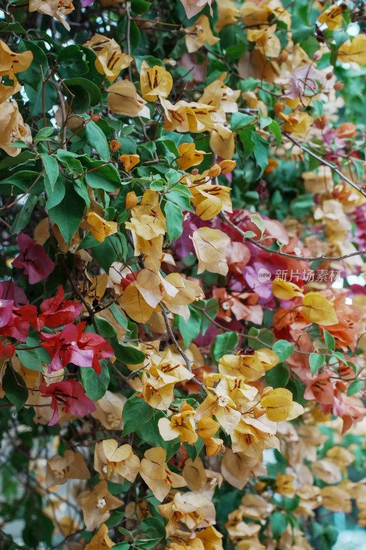 北京花乡公园三角梅