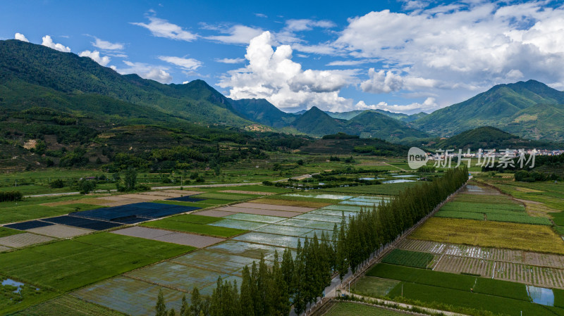 水稻种植基地，大面积的水稻田航拍