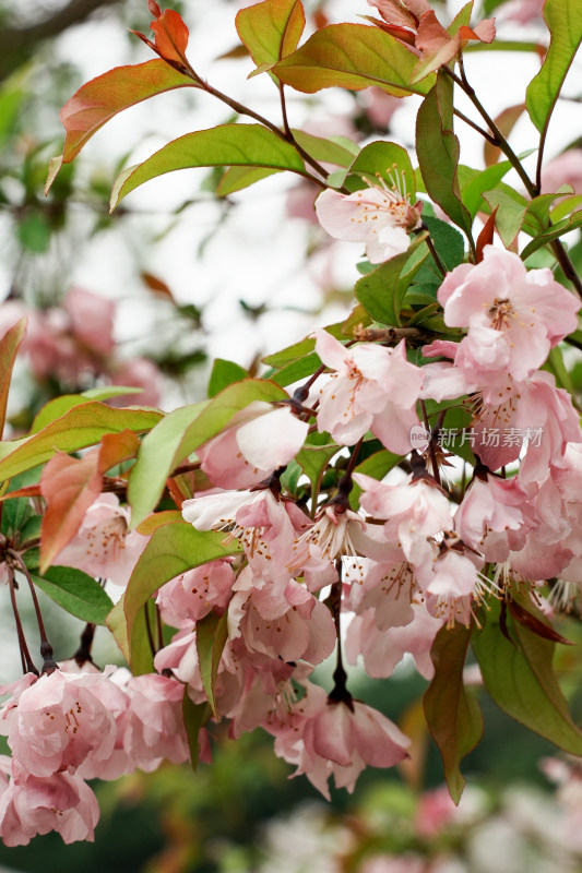 北京北海公园樱花