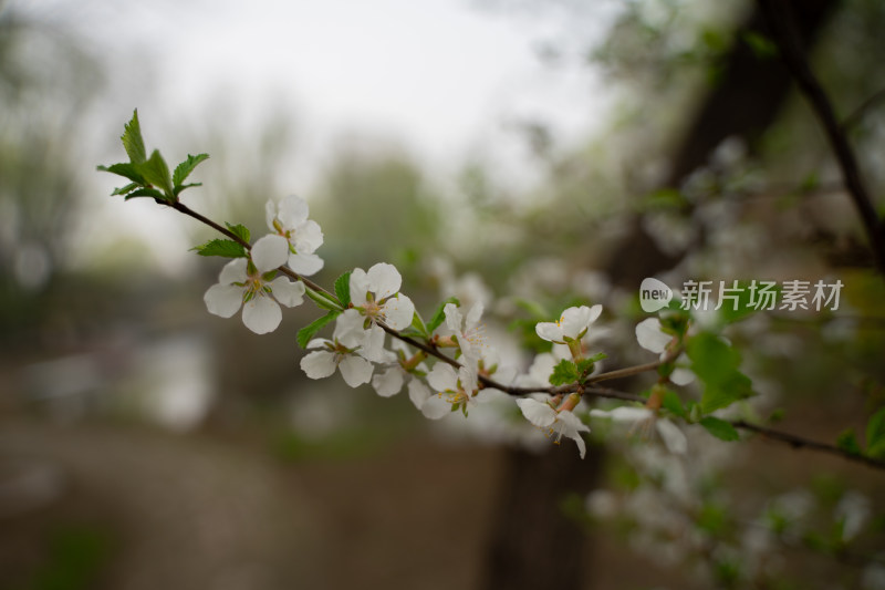 山桃花春天白色的花朵