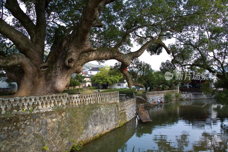 严田古樟树